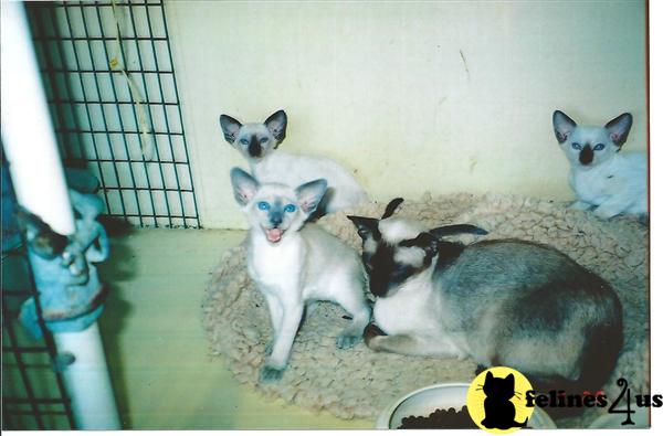 Siamese Kittens  Cats