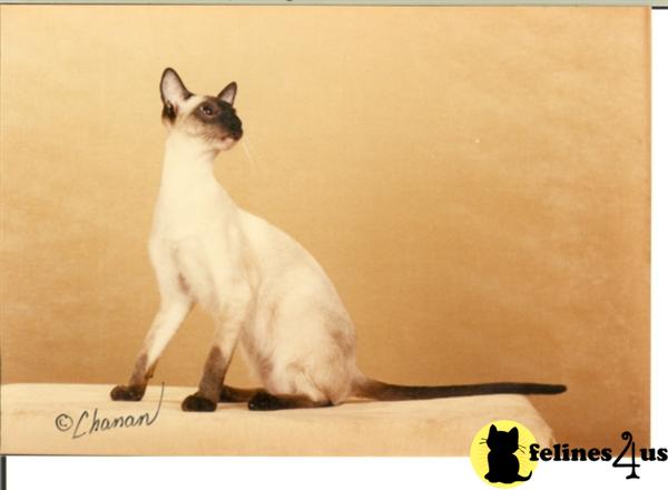 SIAMESE  KITTENS  CATS