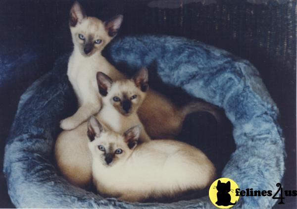 Siamese Kittens
