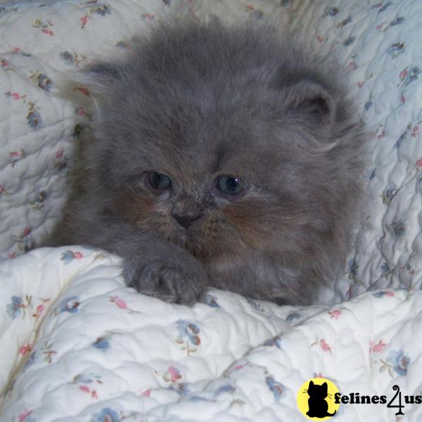 Kittens for Sale in Massachusetts