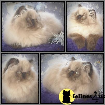 Himalayan Kittens