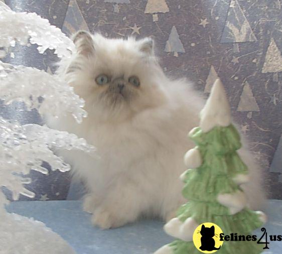 Himalayan Kittens