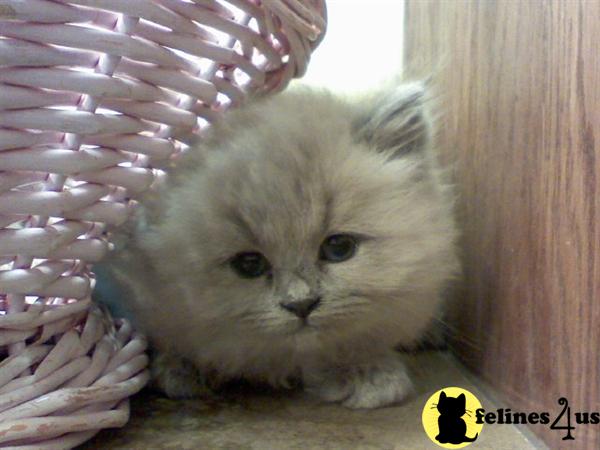 Ragamuffin Kittens in Virginia