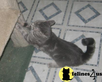 Cats for Sale