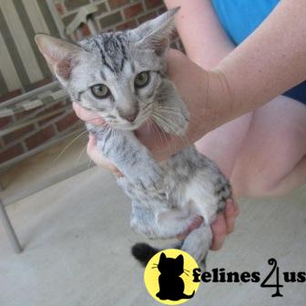 Ocicat Kittens