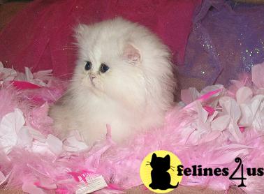 Kittens for Sale in Kentucky
