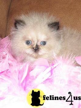 Beautiful CFA Registered Himalayan/ Persian Kittens @ Persians Of Jewels Vaughn