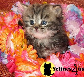 Beautiful CFA Registered Persian Kittens