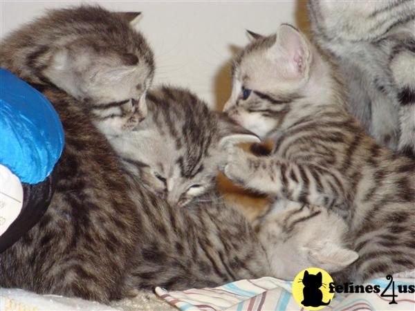 Bengal Kittens in Texas