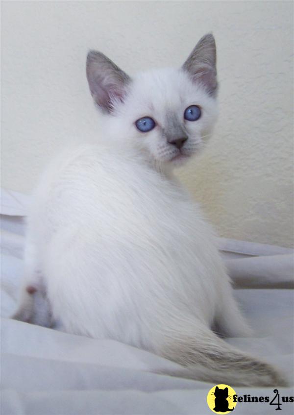 Kittens for Sale in California