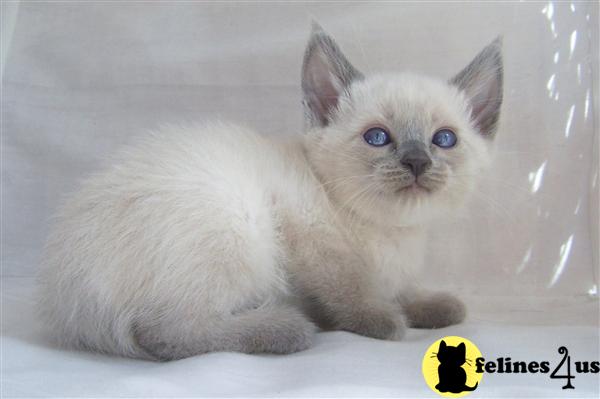Traditional Old Style Siamese Kittens Available