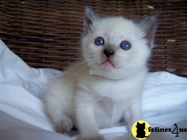 Siamese Kittens
