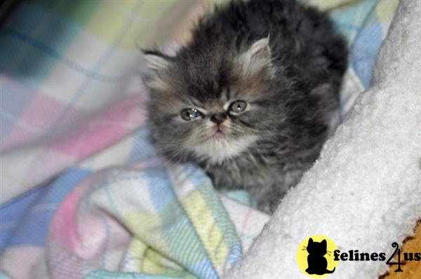 Kittens for Sale in Maine