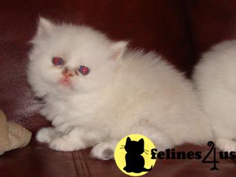 Beautiful Himalayan Kittens for sale
