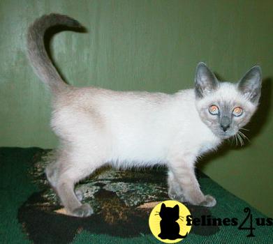 Siamese Kittens