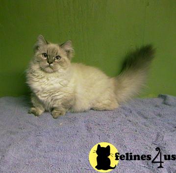 MUNCHKIN KITTENS DUE IN MARCH IN VERMONT $300