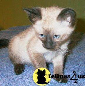 Siamese Kittens