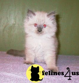 Kittens for Sale in Vermont