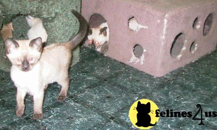 Siamese Kittens
