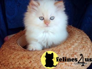 CFA Reg Dollfaced Flame CreamBlue Chocolate Point Love Bugs FL