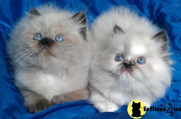 Kittens for Sale in Massachusetts