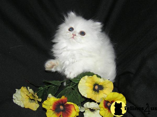 Persian Kittens