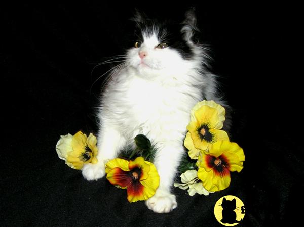 Maine Coon Kittens