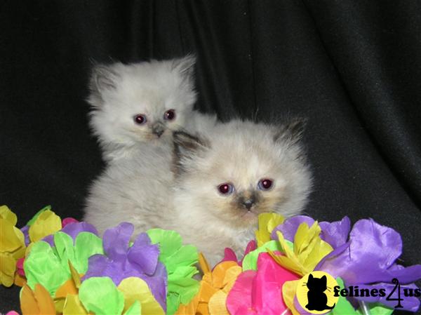 Goreous Himalayn Kittens avaiable in March 