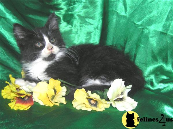 Maine Coon Kittens