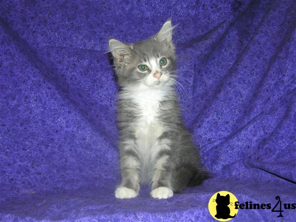 Maine Coon Kittens