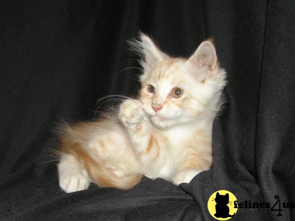 Maine Coon Kittens