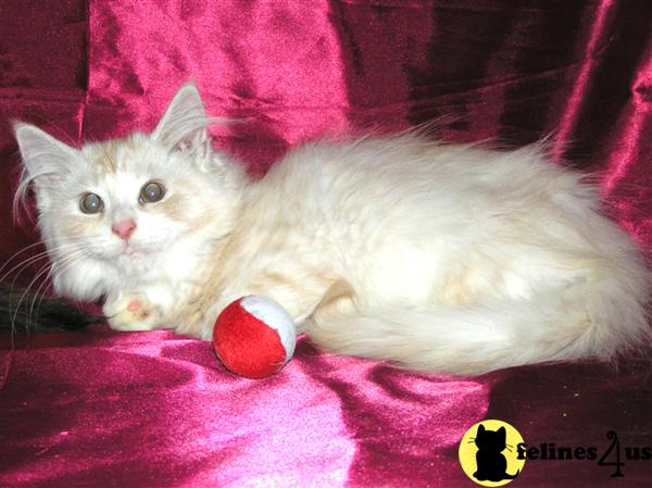 Maine Coon Kittens