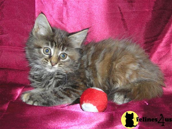 Maine Coon Kittens