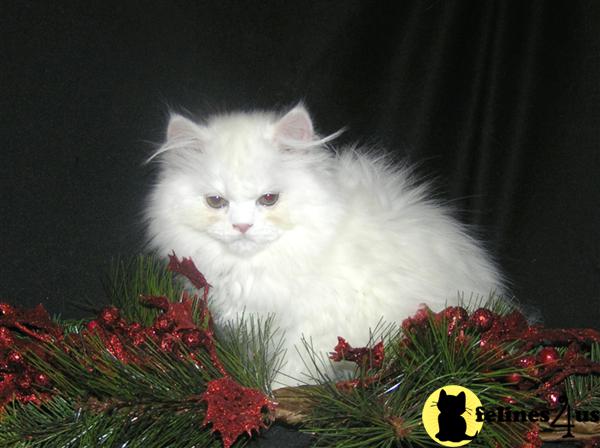 Kittens for Sale in North Carolina