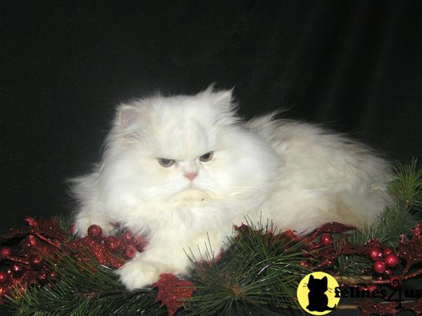 Kittens for Sale in North Carolina