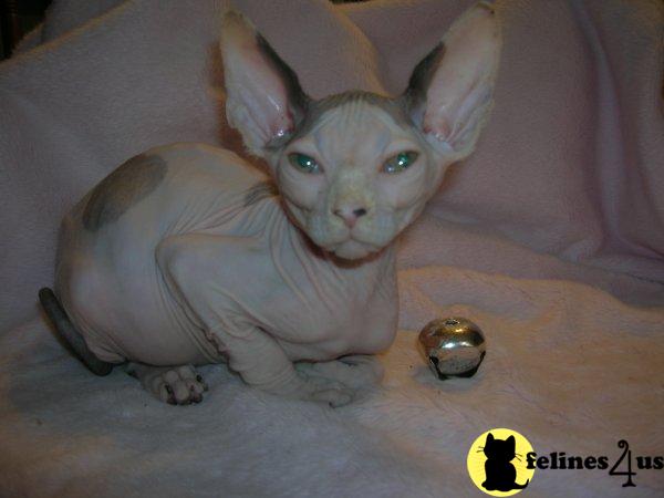 Kittens for Sale in Maryland