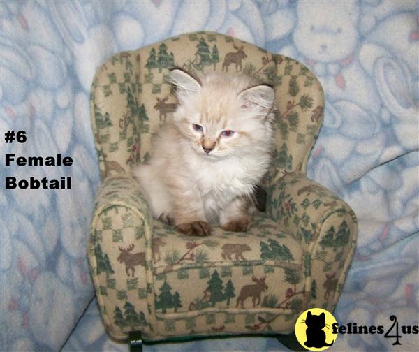 American Bobtail Kittens
