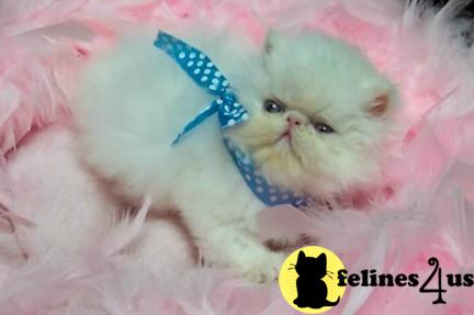 CFA registered show quality males available as pets