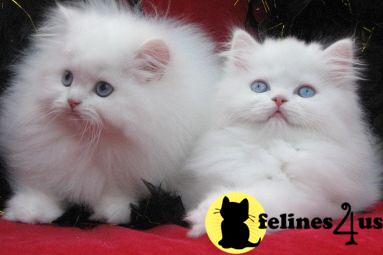 Persian Kittens