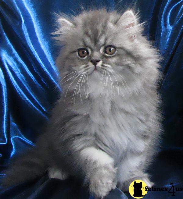 Cats for Sale