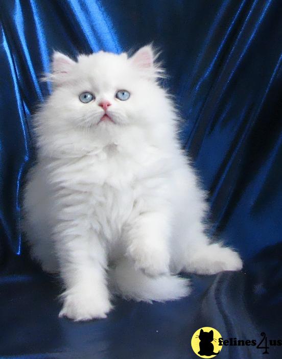 Cats for Sale