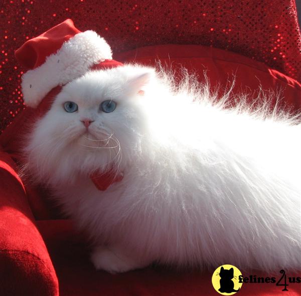 Kittens for Sale in Virginia