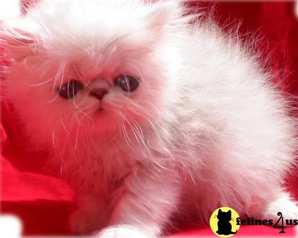 Kittens for Sale in Virginia