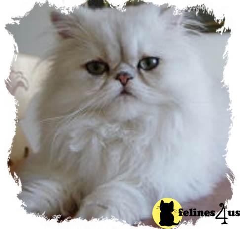 Chinchilla Silver Persian Boy