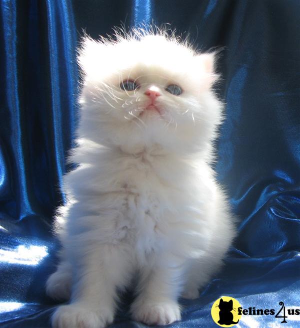 Gorgeous Chinchilla Silver   White Persians