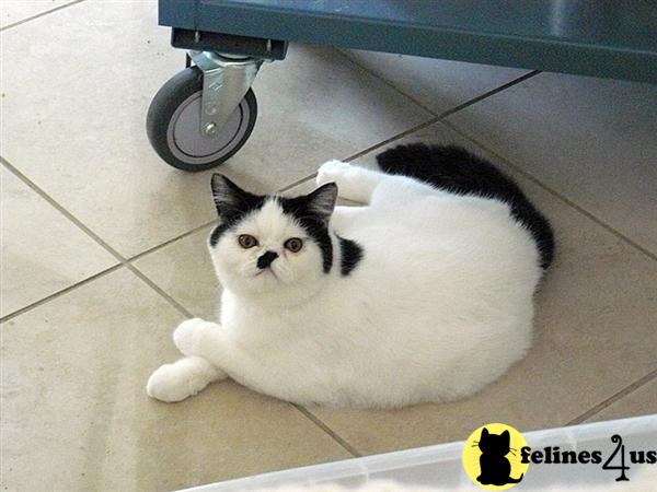 Exotic Shorthair Kittens in Florida
