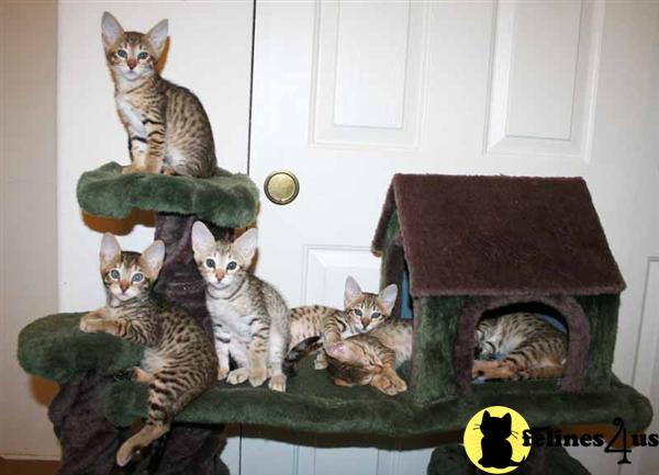 Kittens for Sale in Oregon