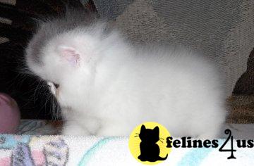 Kittens for Sale in Virginia