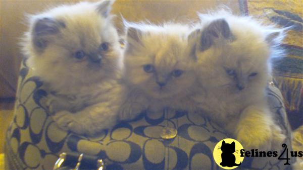 Himalayan Kittens