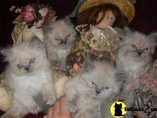 Himalayan Kittens